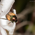 Flower chafer