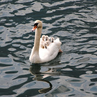 A spasso tra le ali della mamma di 