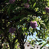 dwarf Japanese wysteria