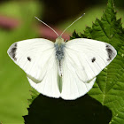 Cabbage white (male)