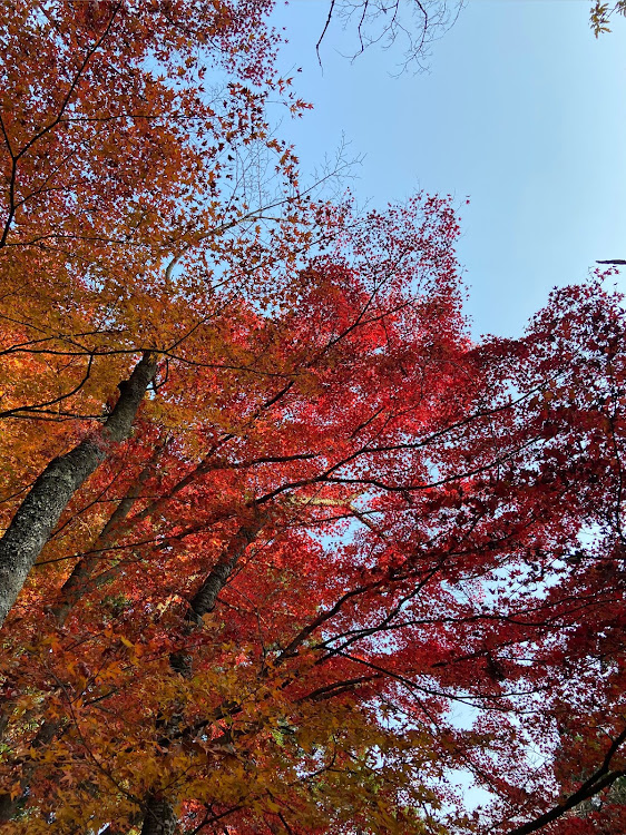 の投稿画像4枚目