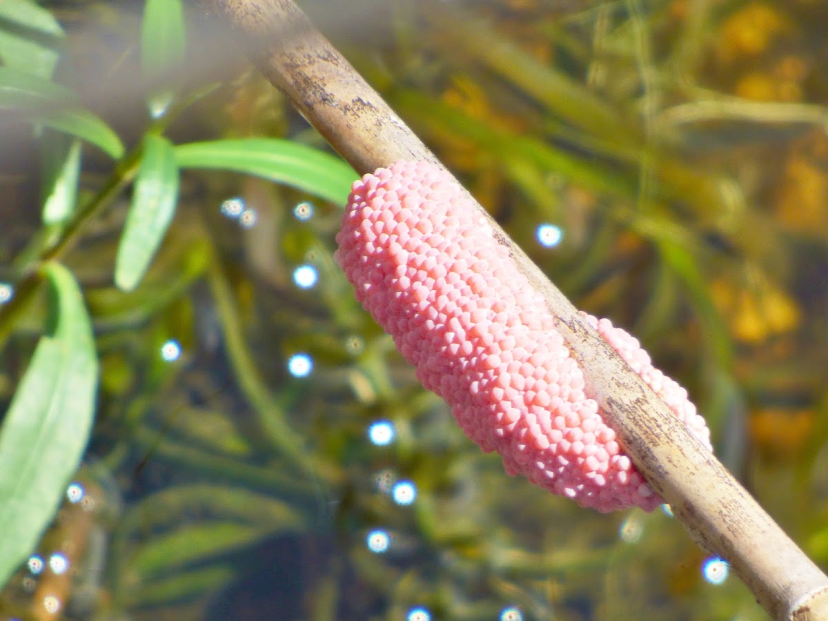 Apple Snail eggs