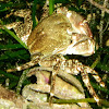 Pachygrapsus crab