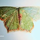 Geometrid Moth