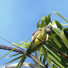 Cassins Kingbird