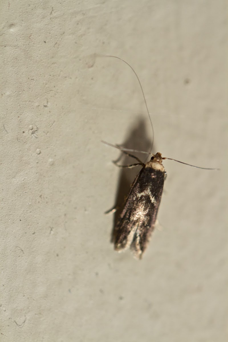 White-shouldered house moth