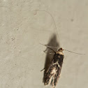 White-shouldered house moth