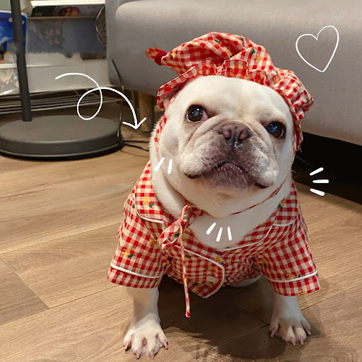 Title 4, Clothes for Dogs Cats Favs Teddy Schnauzer. Pro...