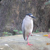 Black-crowned Night Heron