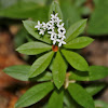 Sweet-scented Bedstraw