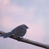 White-throated Fantail