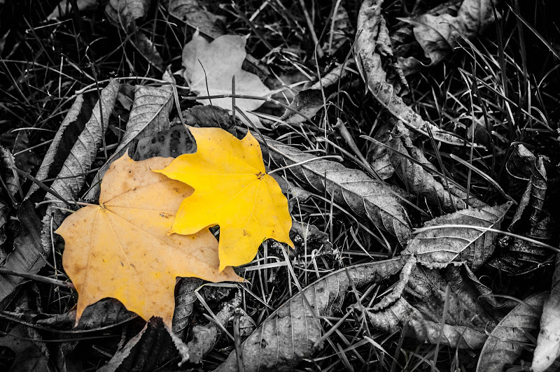 Il colore delle foglie d’autunno di Sony