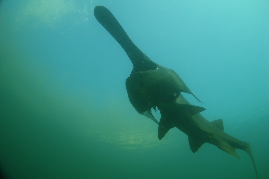 The Spoonbills AKA: The American Paddlefish