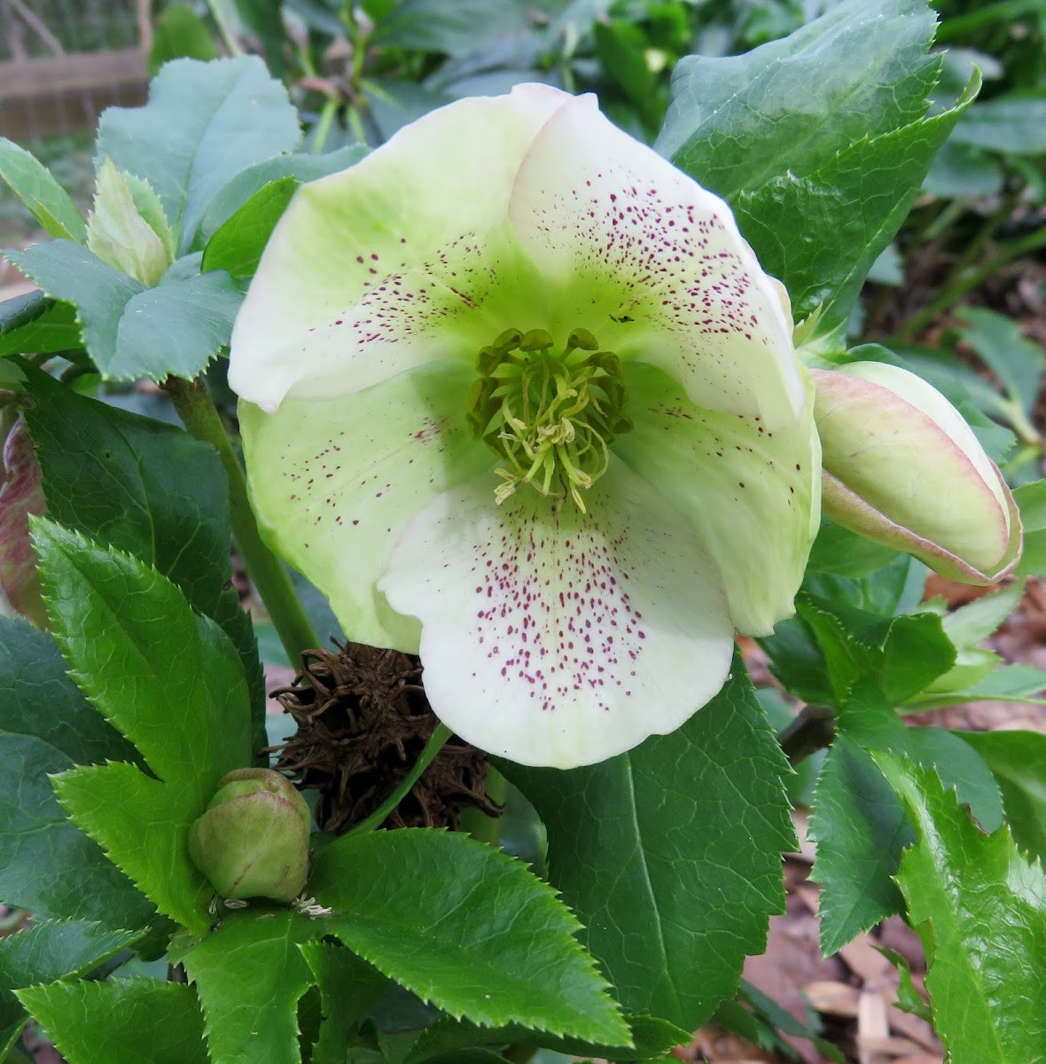 Lenten Rose