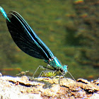 Beautiful Demoiselle