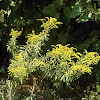 Goldenrod