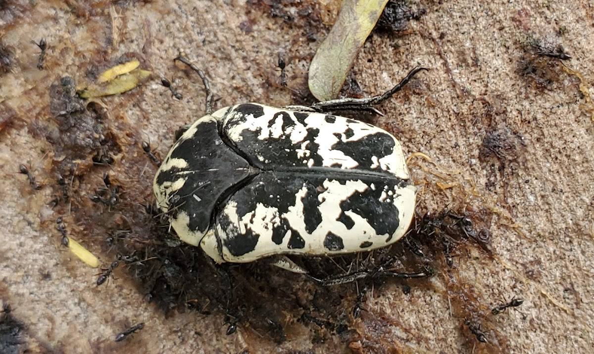 Harlequin flower beetle