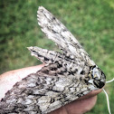 Northern pine sphinx moth
