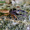 Black-headed jumping spider