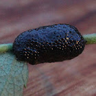 Eastern Tent Caterpillar (Eggs)