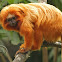 Mico-leão-dourado - (Golden lion tamarin)