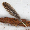 Wild Turkey Feather