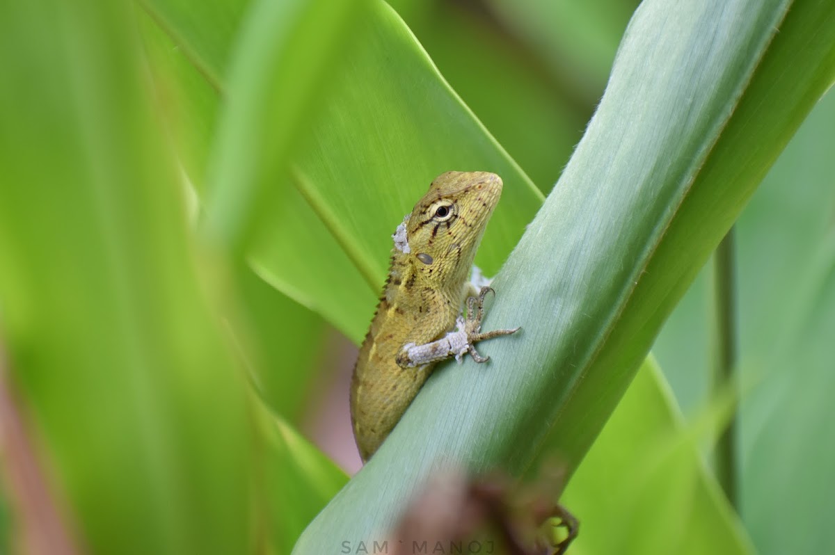 Oriental Garden Lizard