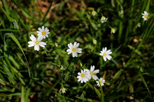 Stellaria holostea