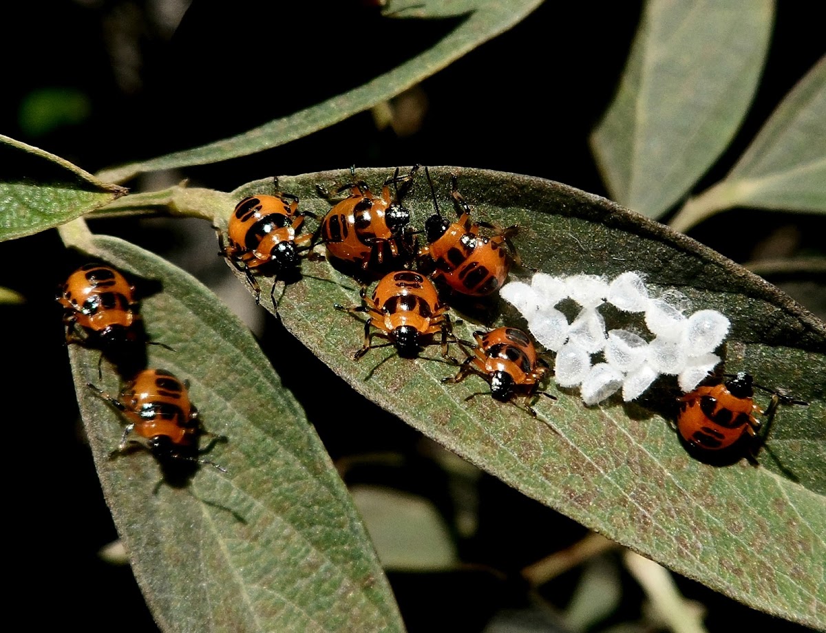 Predatory stink bugs nymphs