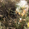 Western whorled milkweed