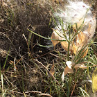 Western whorled milkweed