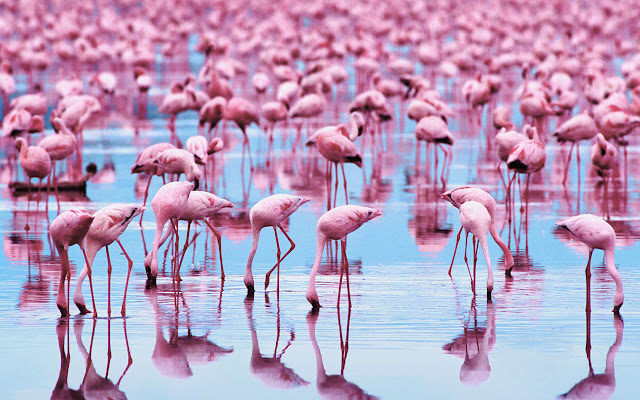 Flamingos - New Tab in HD