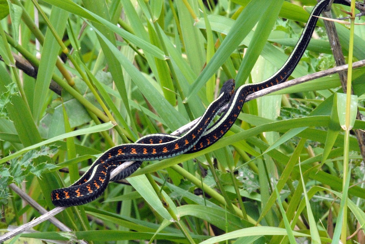 Red-spotted Garter Snake