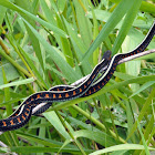 Red-spotted Garter Snake