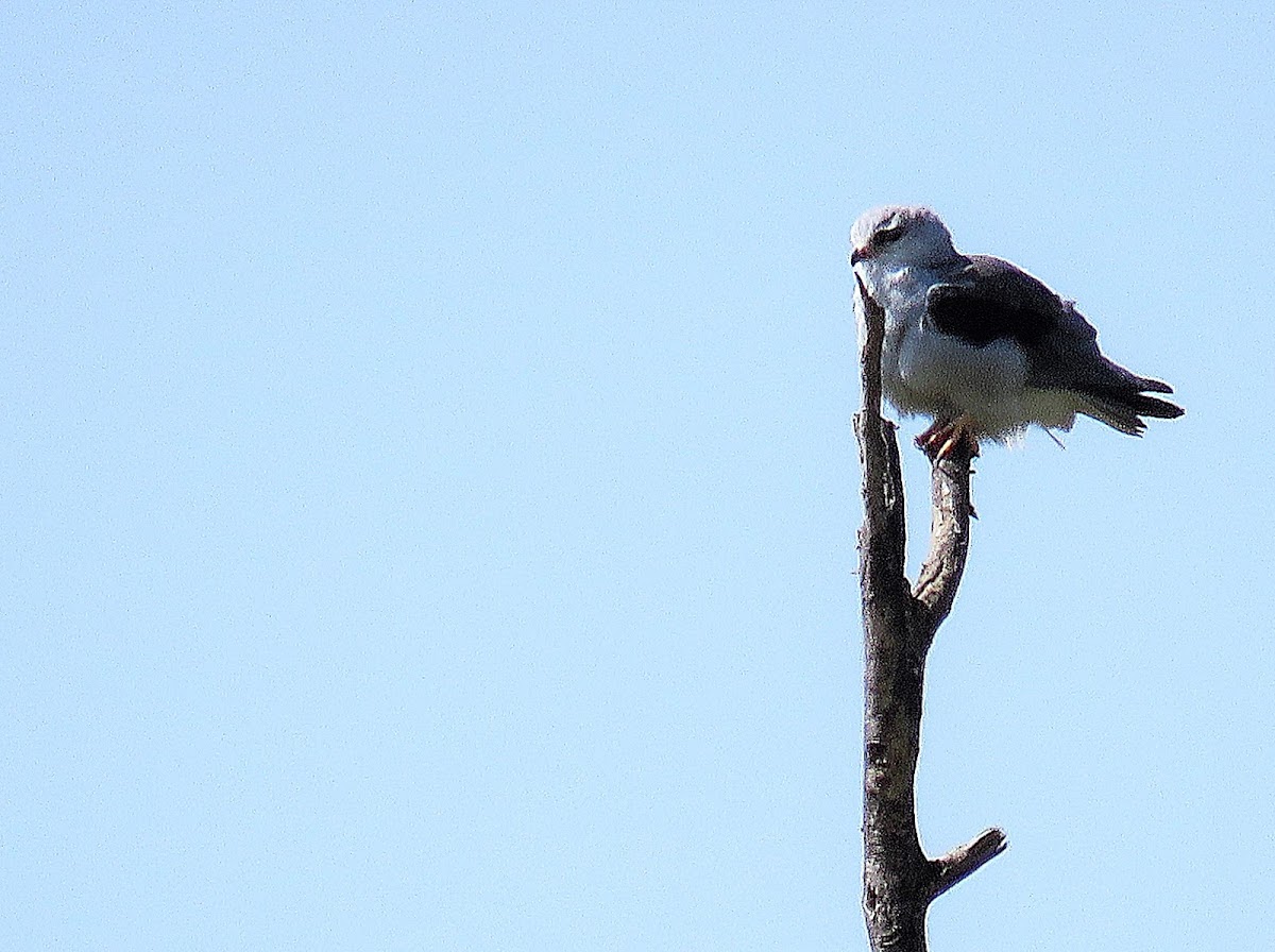 Black-shouldered Kite