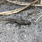 Ants eating lizard