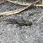 Ants eating lizard