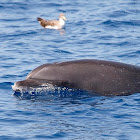 Delfín mular (Common bottlenose dolphin)