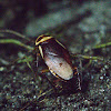 beetle/fly