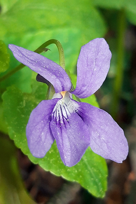 Wood violet