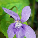 Wood violet