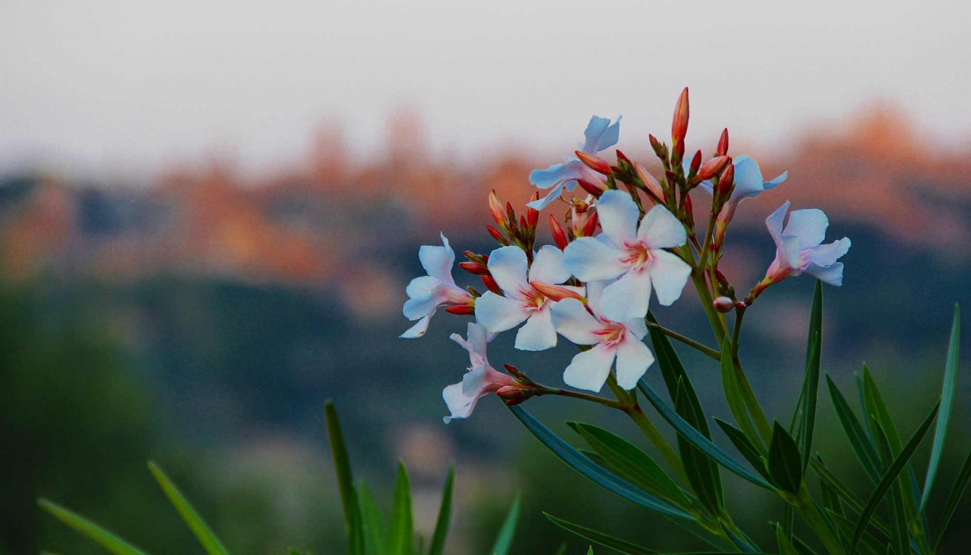 White oleander di Carmelo Vecchio