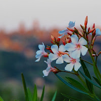 White oleander di 