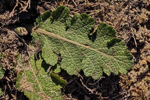 Salvia verbenaca