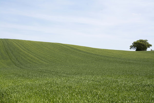 Il vento nel grano di Crouch