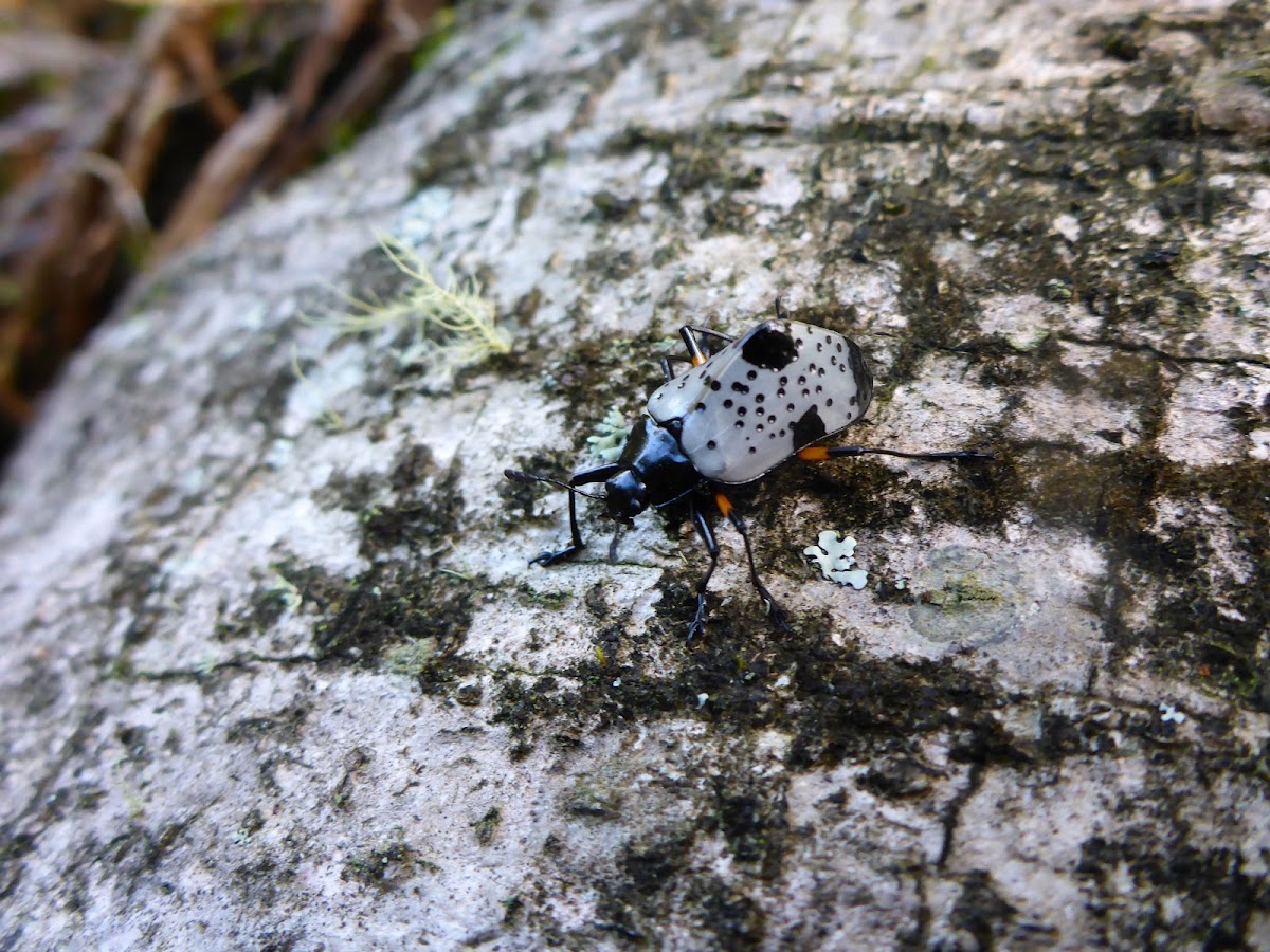 Hump-backed pleasing fungus beetle