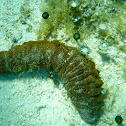 Donkey Dung Sea Cucumber