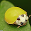 Yellow Spotless Ladybeetle