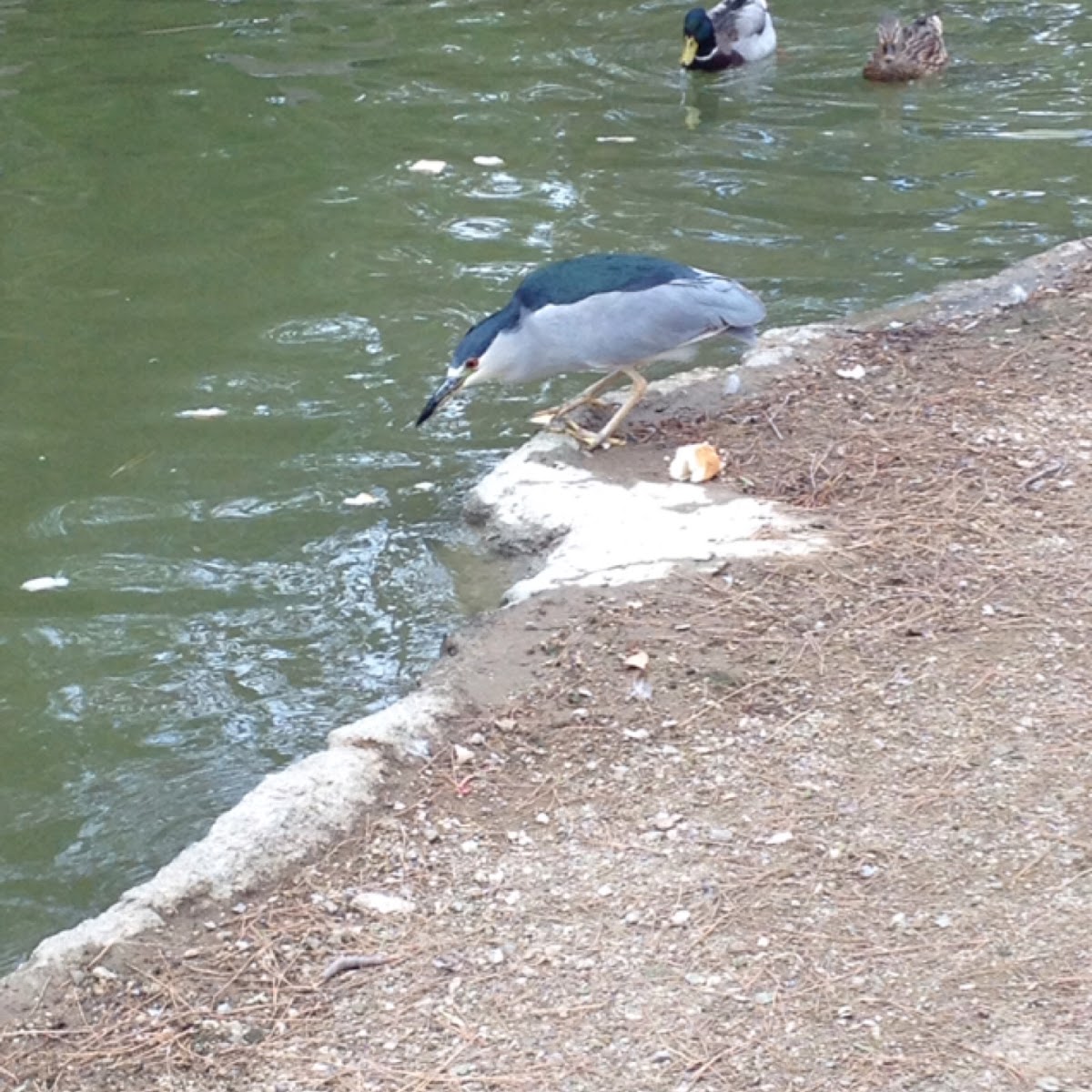 Black-crowned Night Heron