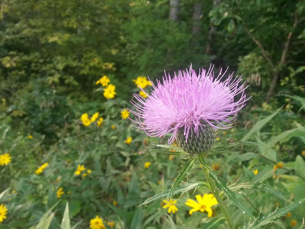 Milk Thistle